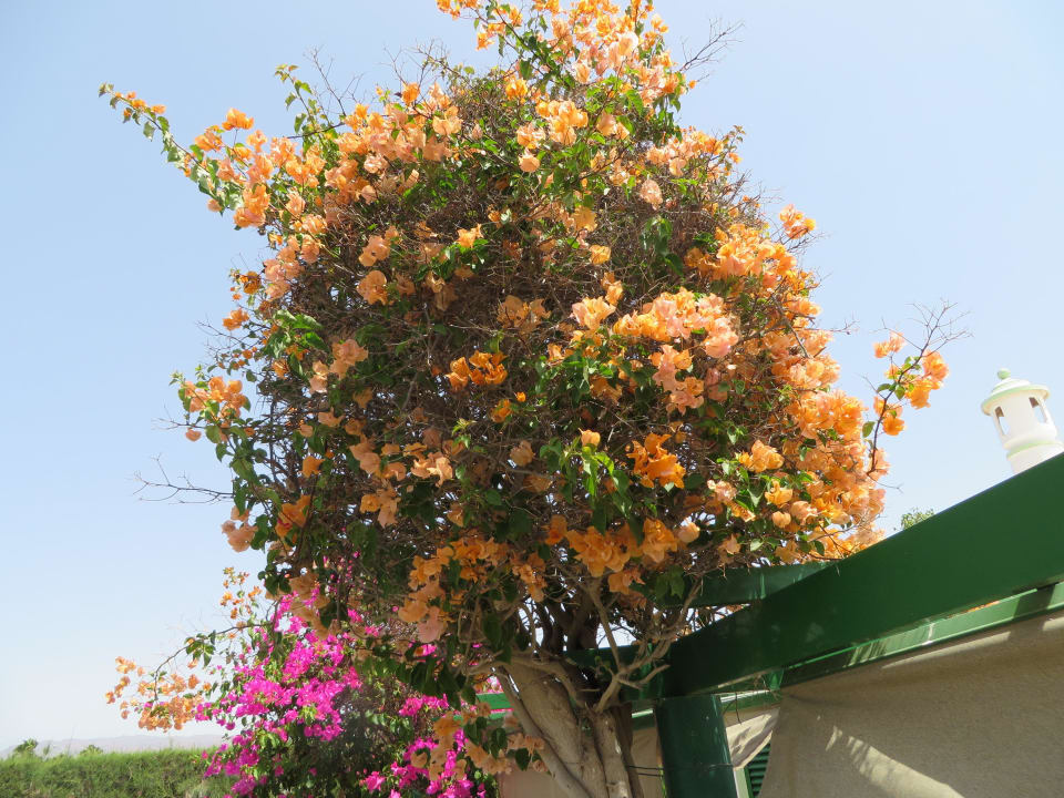 Herrliche Blüten Bungalows Cordial Sandy Golf