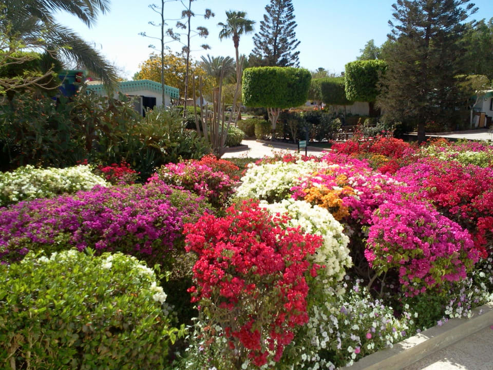 Und diese Farben der Blumen Ghazala Beach