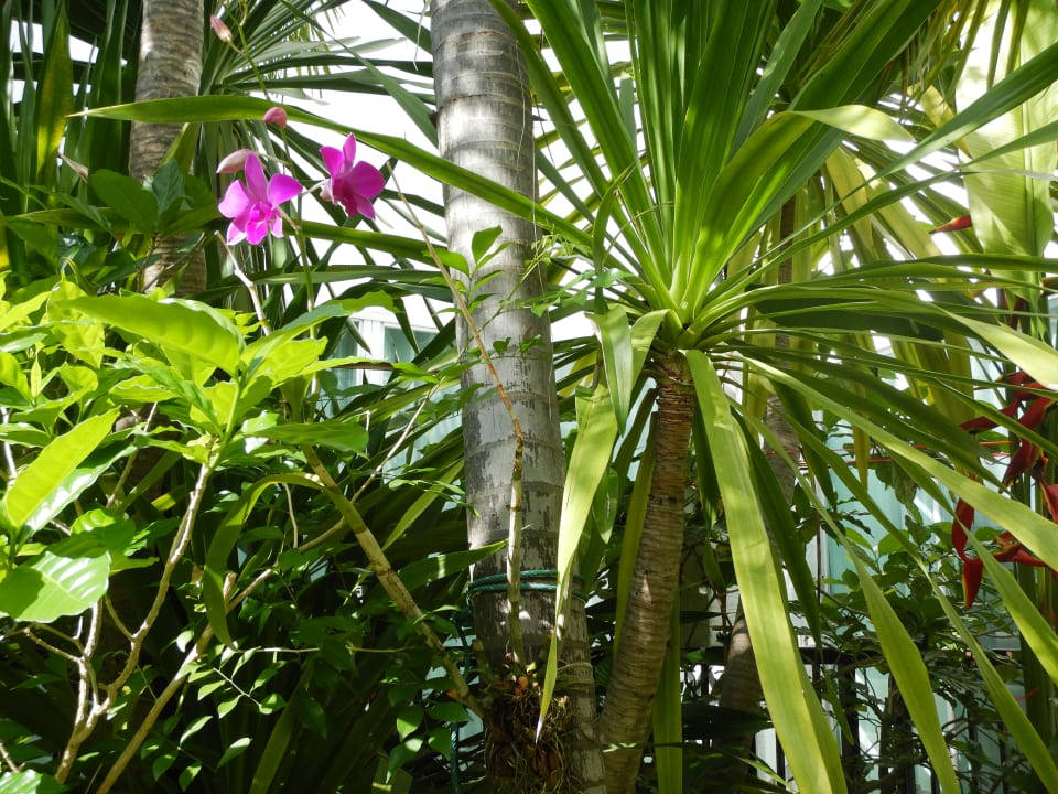 Gartenanlage Laksasubha Hua Hin