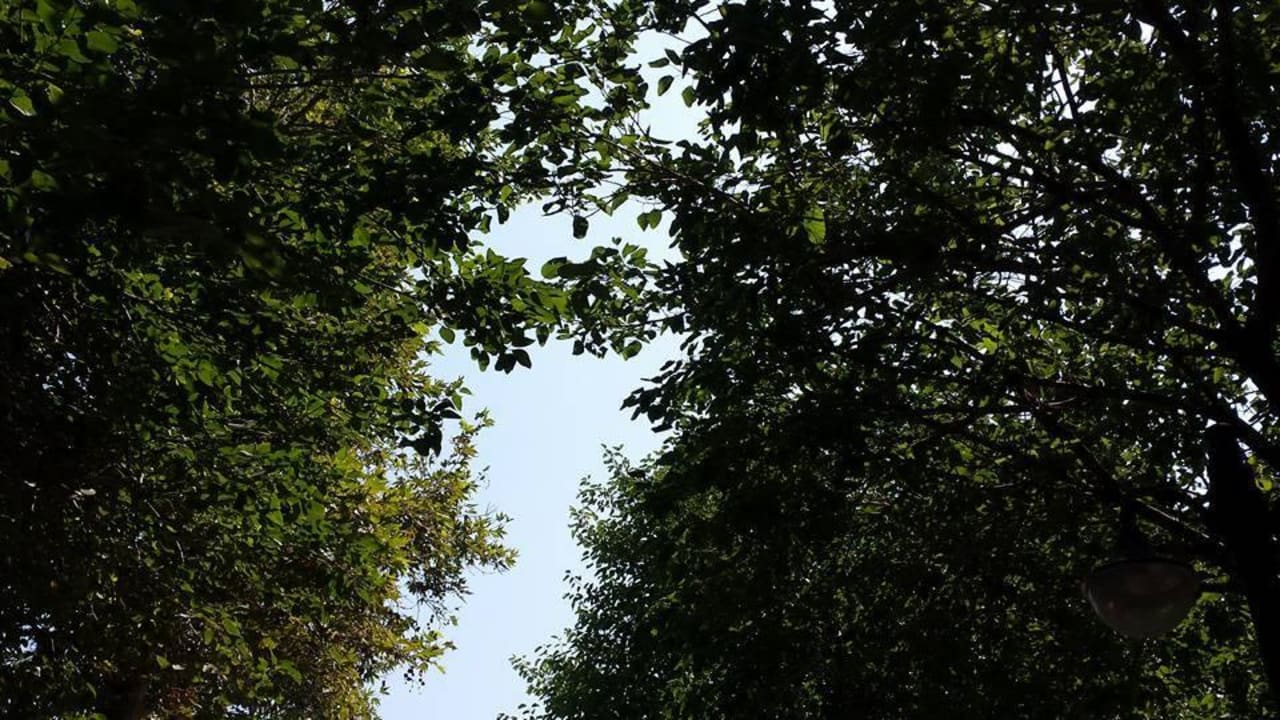Blick aus dem Garten von der Liege nach oben Hotel Gardenia Beach