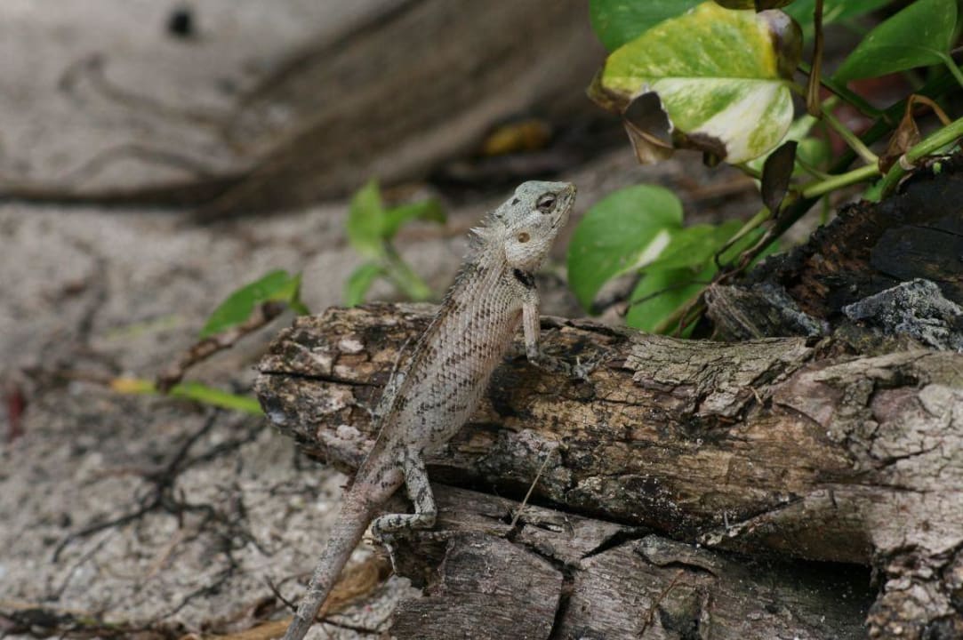 Harmlose Eidechse Summer Island Maldives