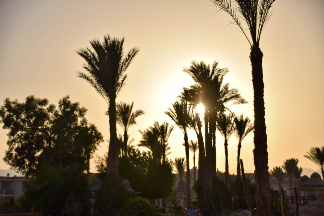 Untergehende Sonne Parrotel Beach Resort