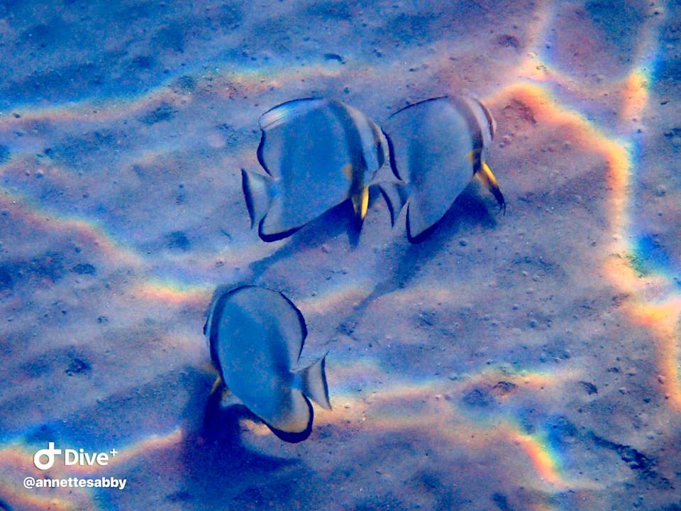 Sonstiges Three Corners Equinox Beach Resort