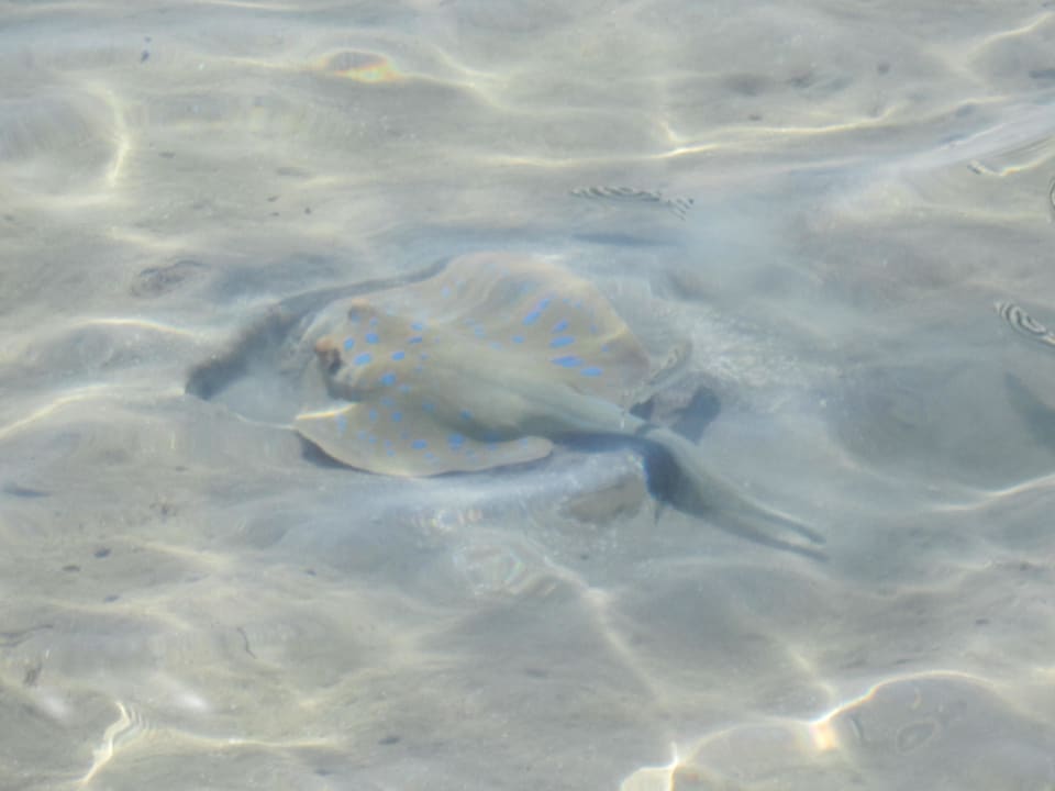 Am Strand gesehen Stella Garden Resort & Spa, Makadi Bay