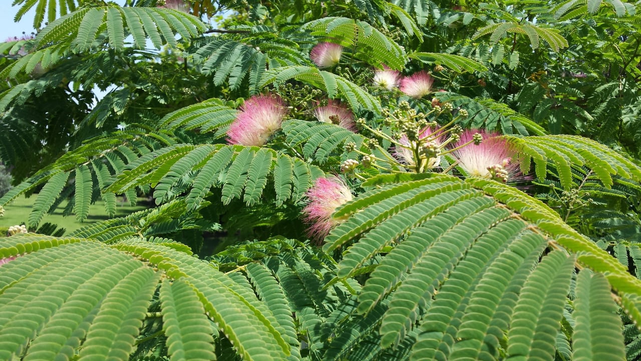 Mimose Sunis Elita Beach Resort & Spa