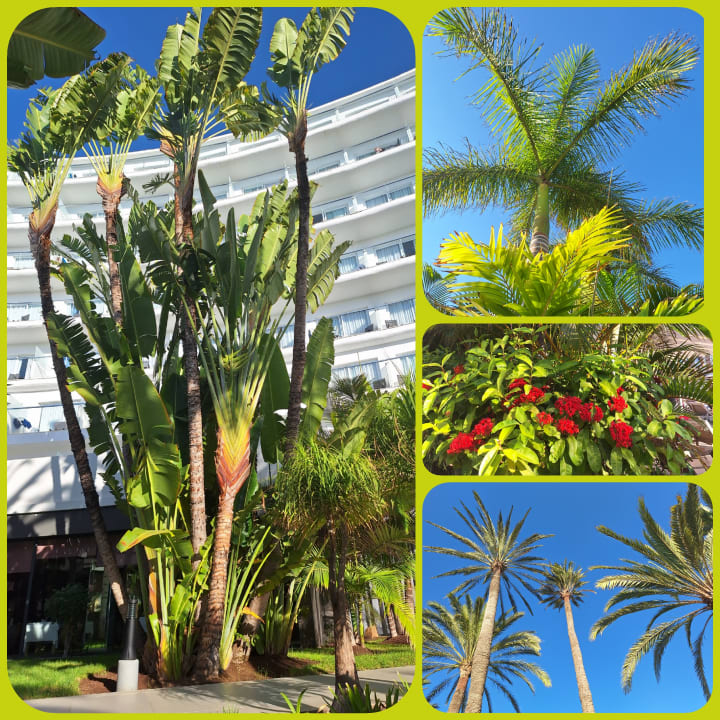 Außenansicht Hotel Riu Palace Palmeras