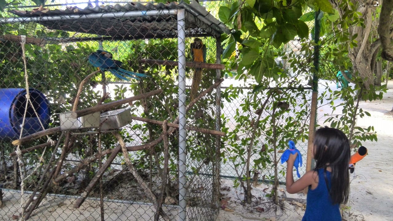 Die süßen Papageien Thulhagiri Island Resort