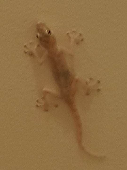 Sonstiges Sentido Caribbean World Soma Bay