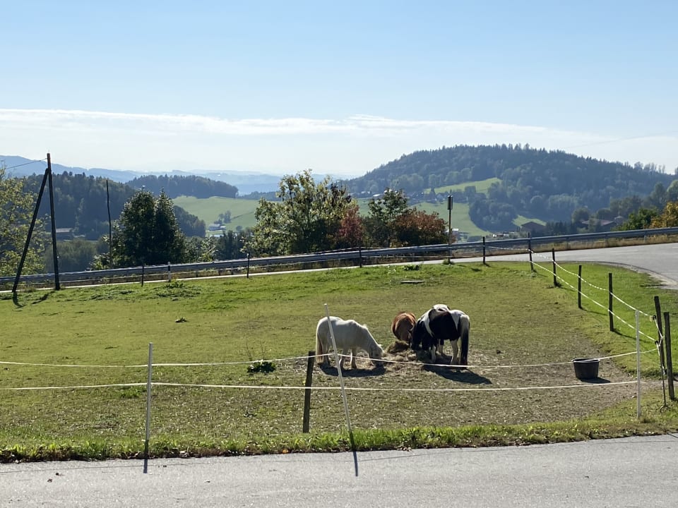 Ausblick Kinderparadies Habernberger Hof