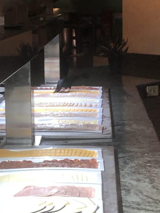 Gastro Catalonia Royal La Romana - Adults only