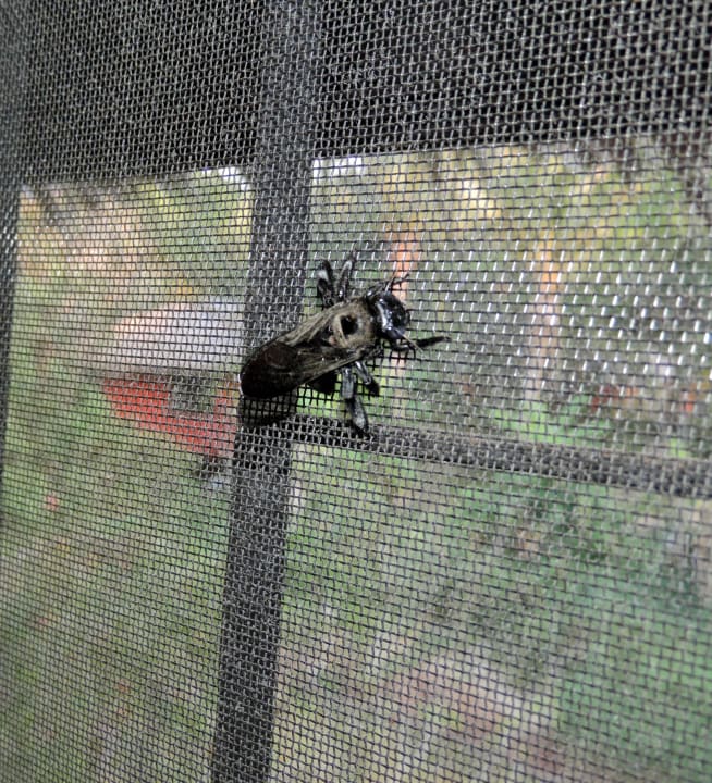 Robal w pokoju Hotel Relax Bay Koh Lanta