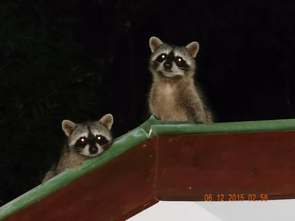 Die Waschbären sind neugierig Hotel Laguna Lodge