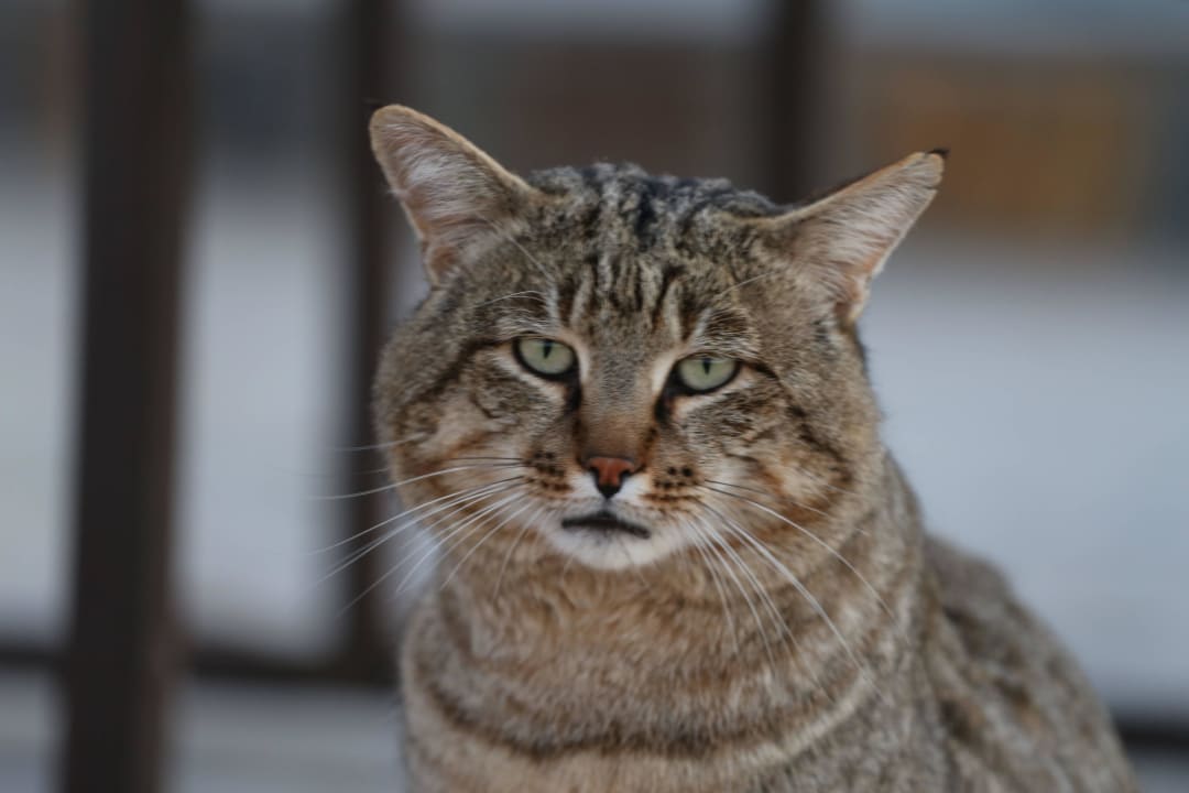 "Cornelius - afrikanische Wildkatze" Desert Camp (Sesriem