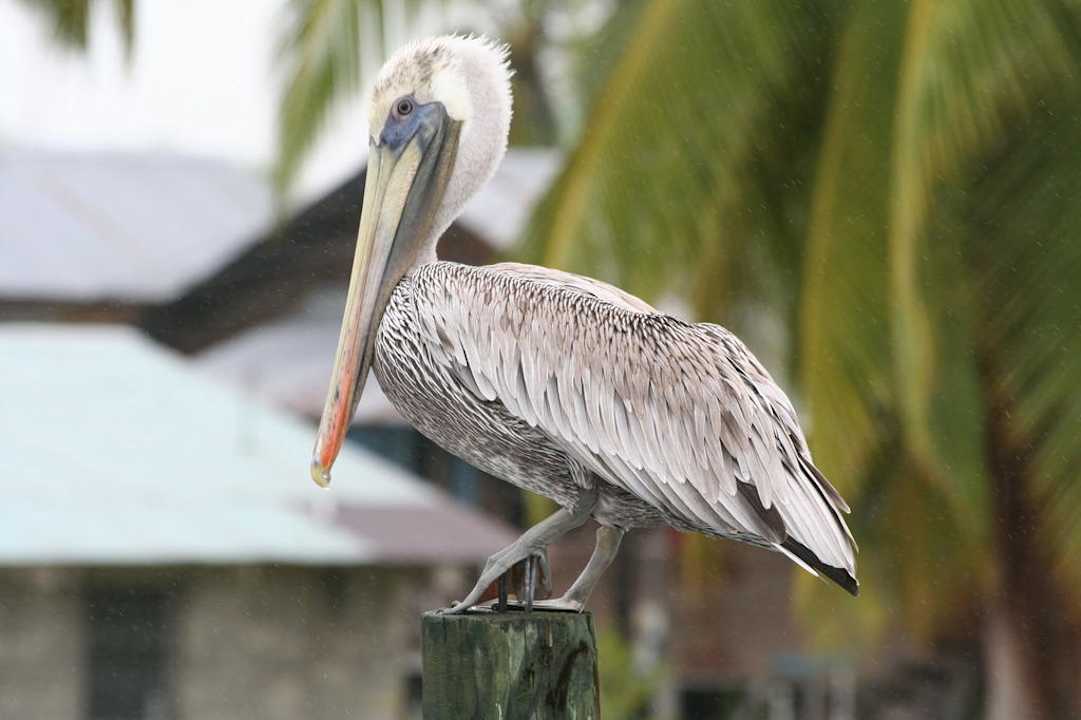 Hauspelikan Casa Acuario