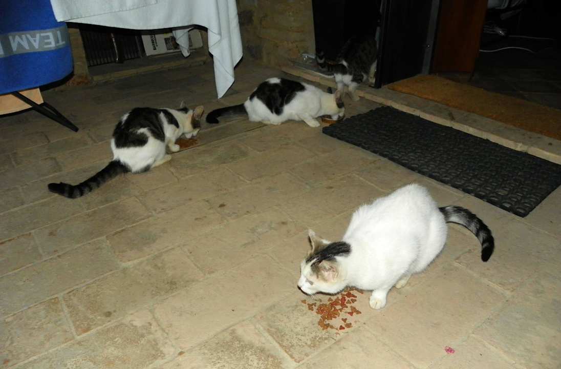 Haustiere Ferienwohnungen Casale Refoli