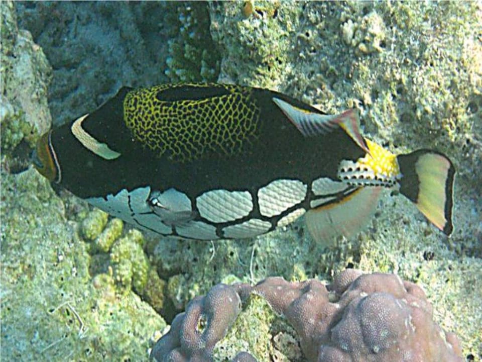 Leopardendrückerfisch Fihalhohi Maldives