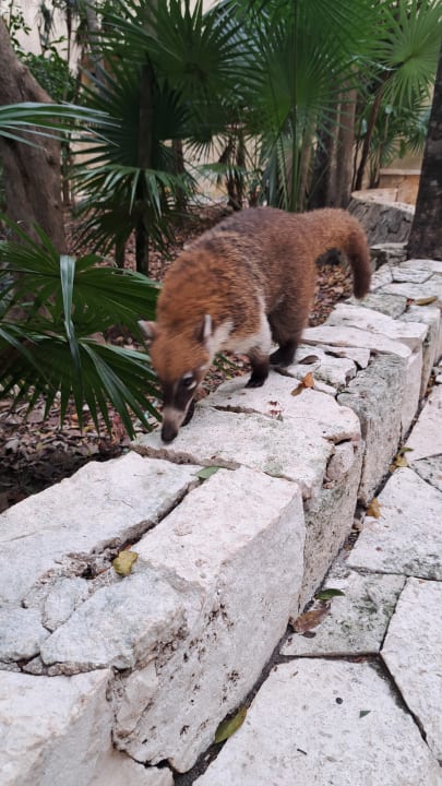 Gartenanlage Catalonia Royal Tulum Beach & Spa Resort - Adults only