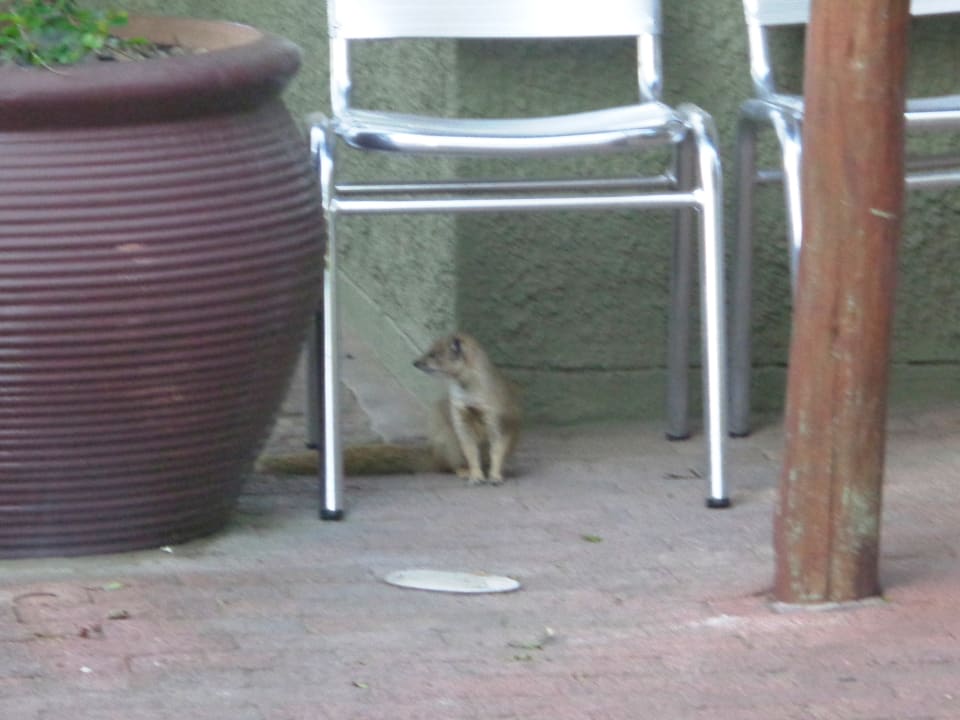 Gartenanlage Guesthouse Klein Windhoek