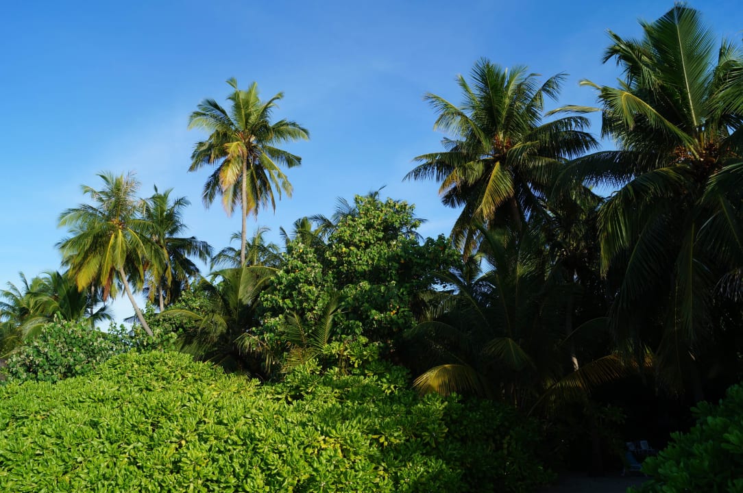 PalmenSt Fihalhohi Maldives