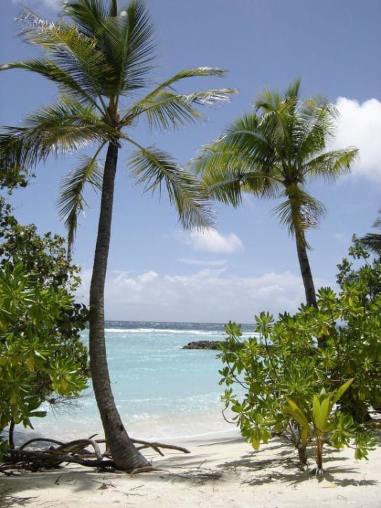 Palmenstrand Kuramathi Maldives