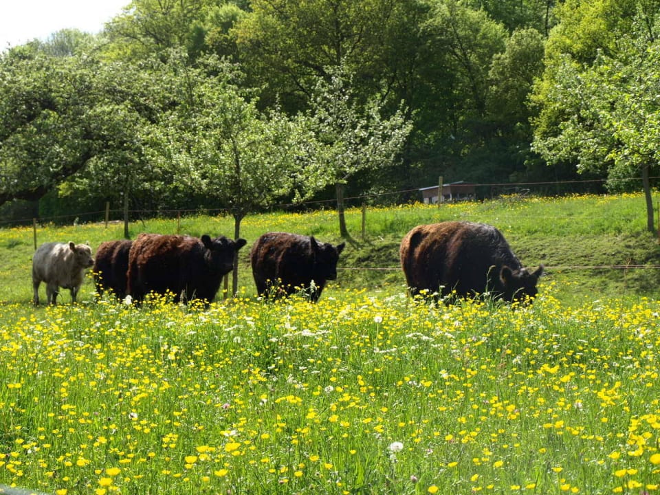 Eigene Galloway-Rinder Hotel Beim Rinderwirt