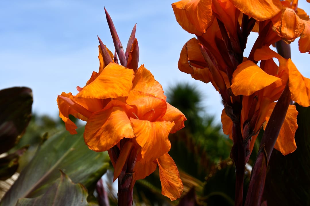 Gartenanlage Hotel Riu Monica - Adults only