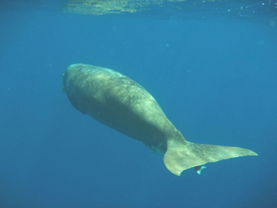 Dugong Sentido Akassia Beach