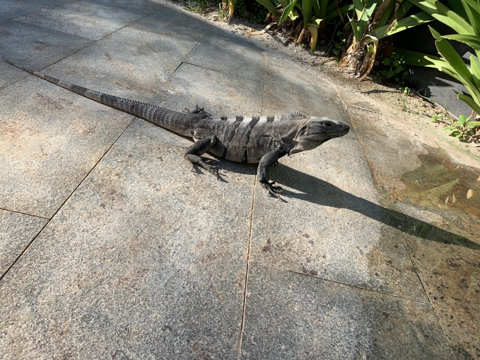 Sonstiges TRS Coral Hotel - Adults Only