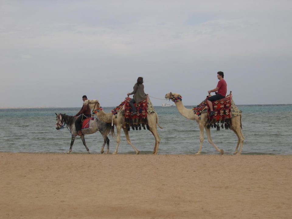 Jeden Tag am Strand Swisstouch Oriental Resort Marsa Alam