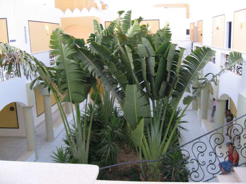 Innenhof mit Bananenpflanzen Mirage Bay Resort & Aqua Park