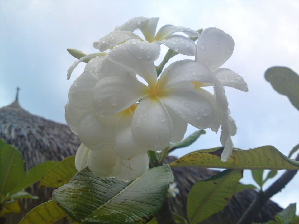 Blüten nach dem Regen Kuramathi Maldives