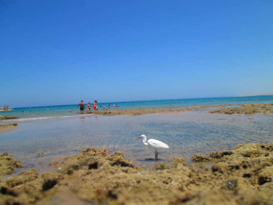 Цапля Pickalbatros Palace Resort