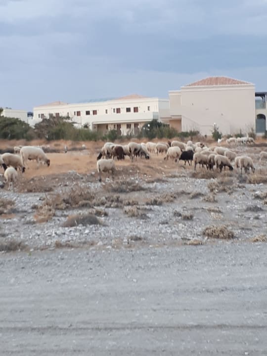 Strand Asterias Beach Resort