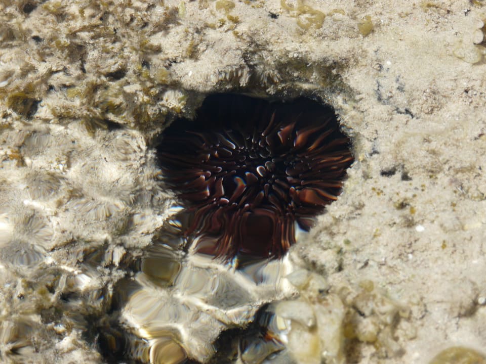 Seeigel  Titanic Beach Spa & Aqua Park