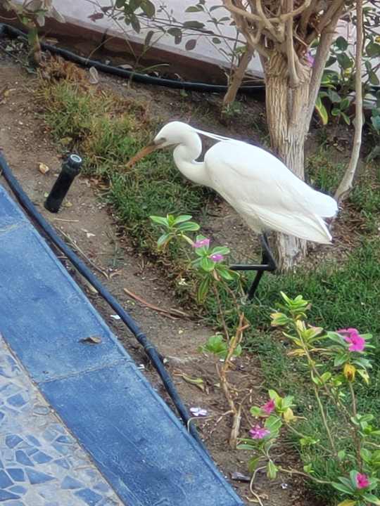 Sonstiges Tropitel Sahl Hasheesh