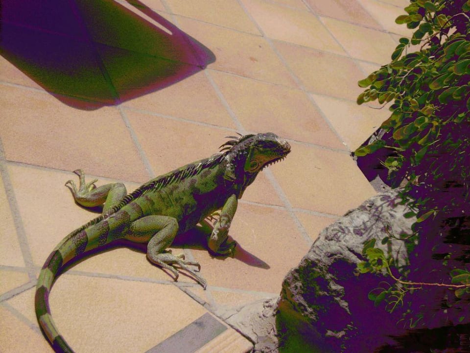 Haustier von Ifa Buenaventura Abora Buenaventura by Lopesan Hotels