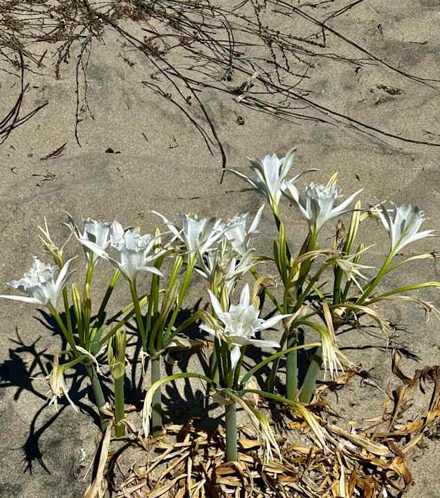 Strand Ilios K Village Resort