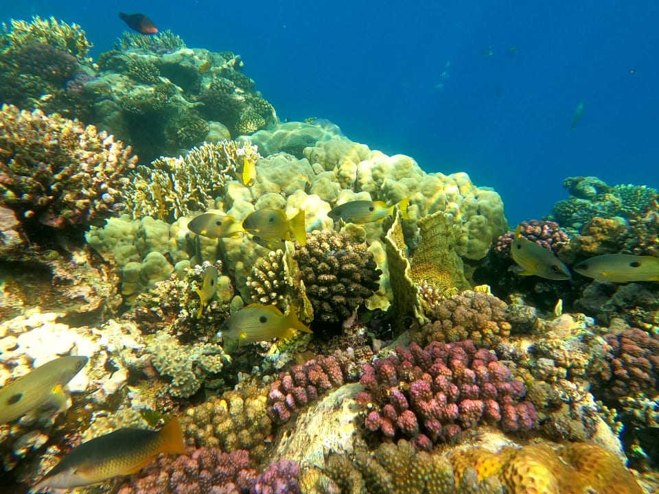 Strand Malikia Resort Abu Dabbab