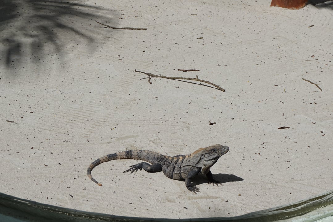 Gartenanlage Akumal Bay Beach & Wellness Resort