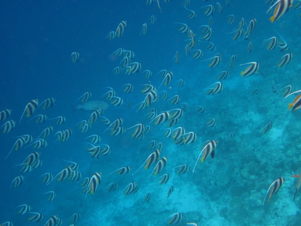 Fische Hausriff Filitheyo Island Resort