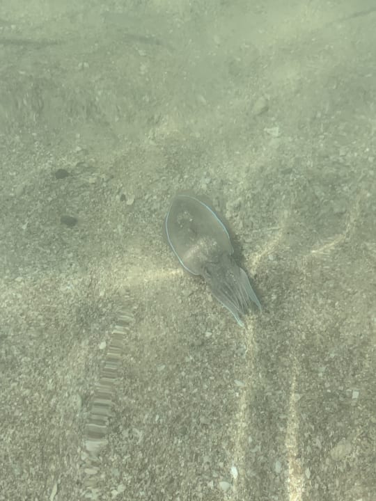 Strand Radisson Beach Resort Palm Jumeirah