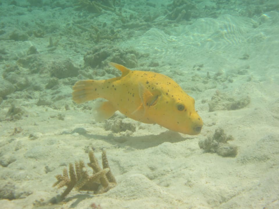 Fisch Adaaran Select Hudhuran Fushi - Premium All Inclusive