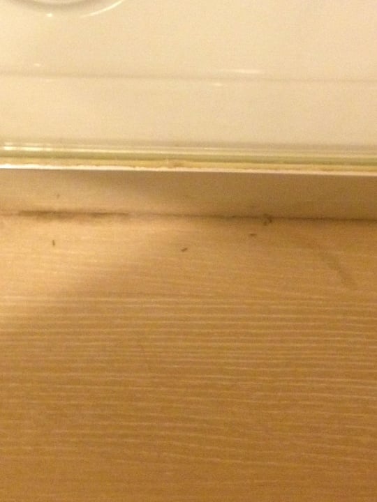 AMEISEN IM ZIMMER Eix Alcudia Hotel