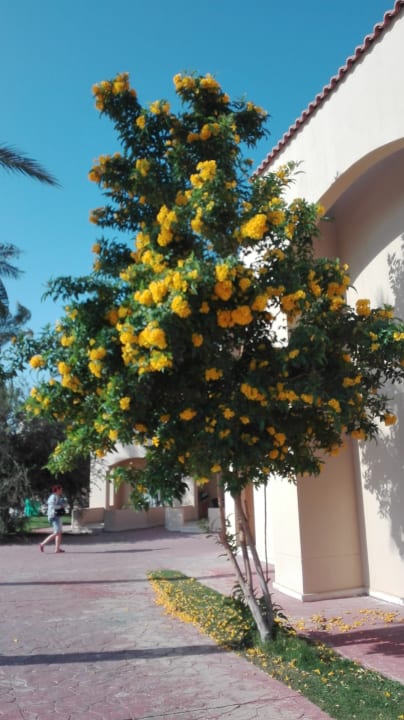 Gartenanlage Cleopatra Luxury Resort Makadi Bay