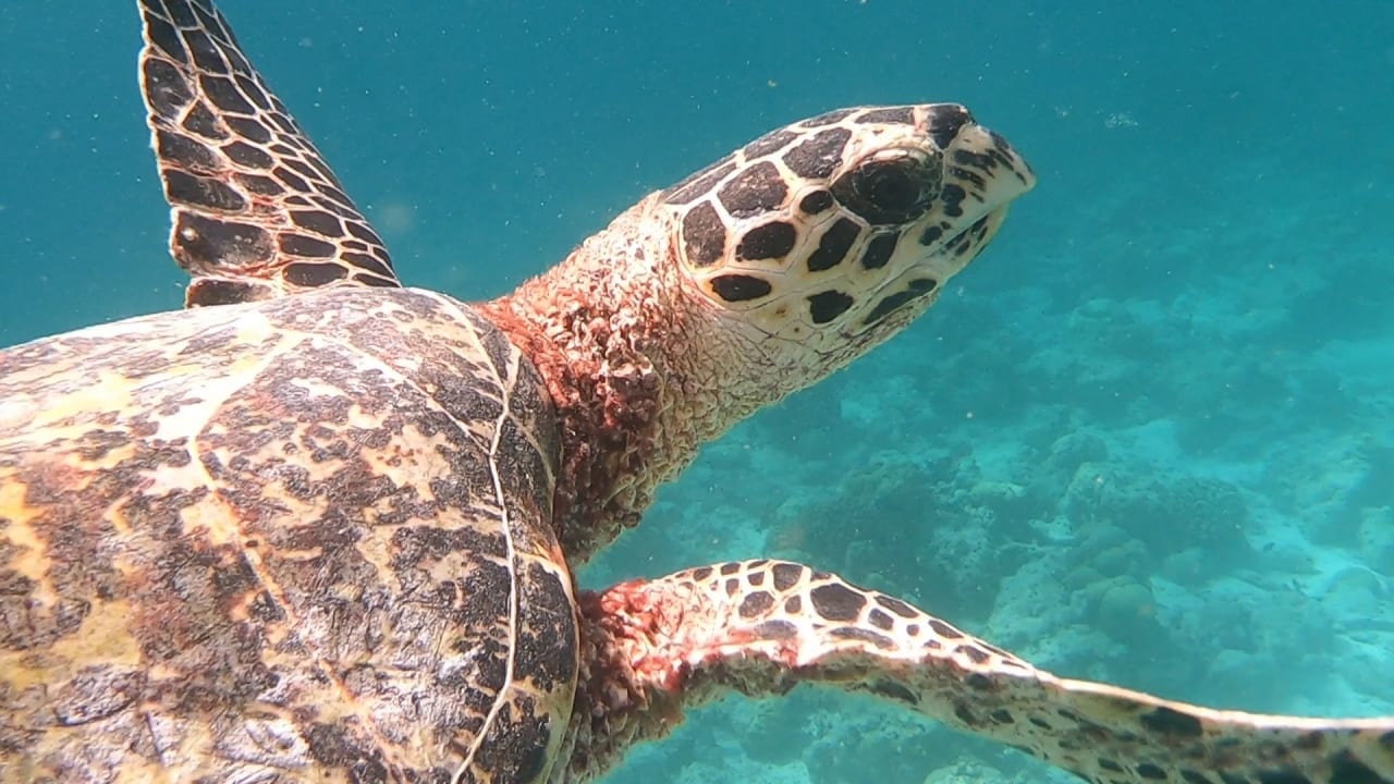 Sport & Freizeit NH Collection Maldives Reethi Resort