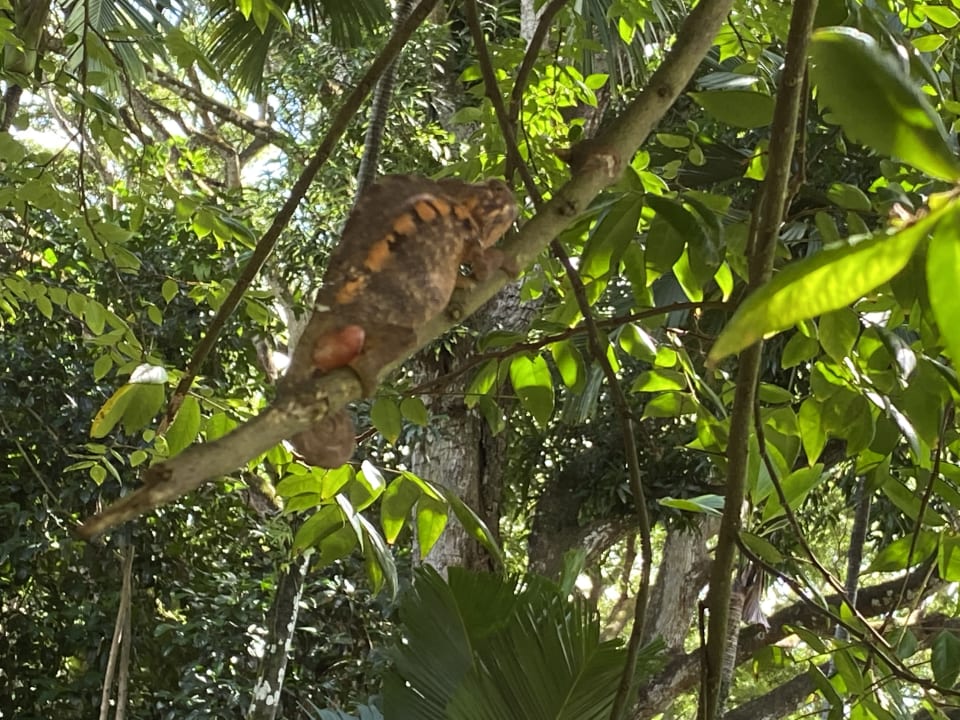 Gartenanlage Hilton Mauritius Resort & Spa