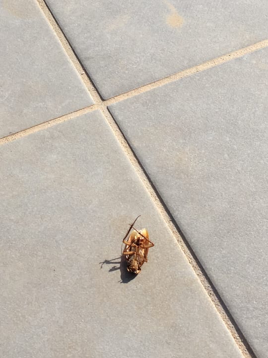 Sonstiges Servatur Alameda de Jandía