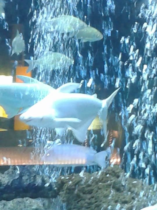 Discothek Solivia Hotel