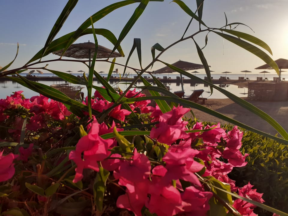 Ausblick Mövenpick Resort & Spa El Gouna