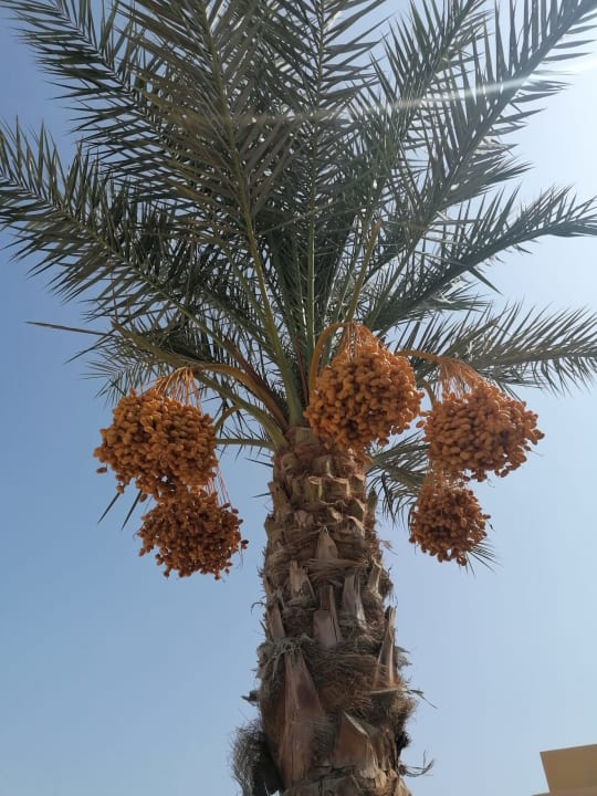Gartenanlage Malikia Resort Abu Dabbab